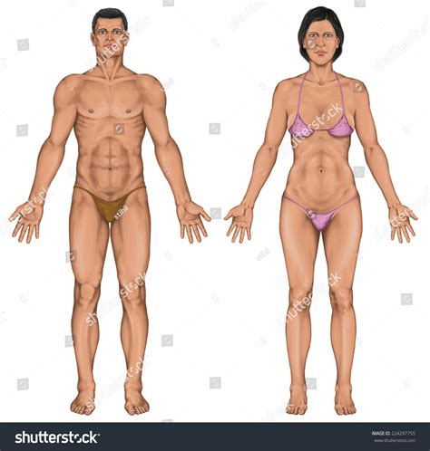 Male Female Anatomical Body Surface Anatomy стоковая иллюстрация Shutterstock