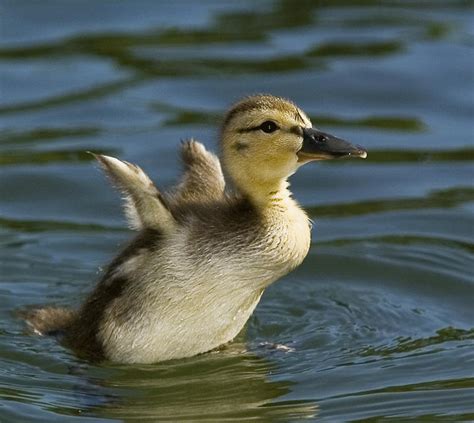 Baby Duck Type Animal