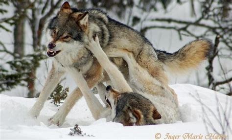 norway wants to kill most of its wolves again friends of the earth europe