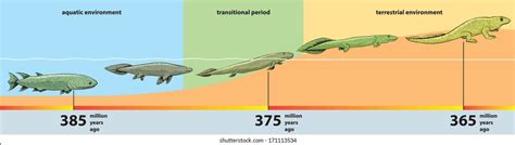 Theory Of Evolution Fish