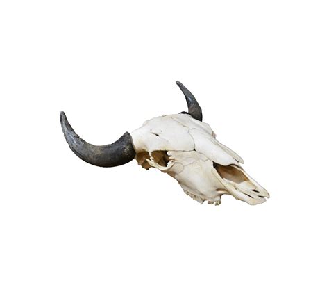 Buffalo Skull—shop—rios Interiors