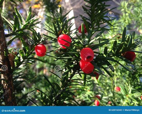 Female Taxus Baccata Conifer With Red Berries In The Sun In The Fall