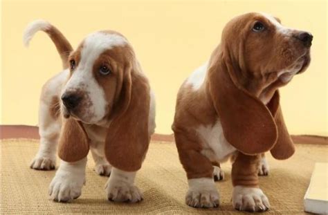 14 Signs You Are A Crazy Basset Hound Person