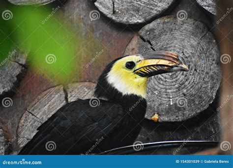 Close Up Of A Sulawesi Hornbill Bird Stock Image Image Of Closeup
