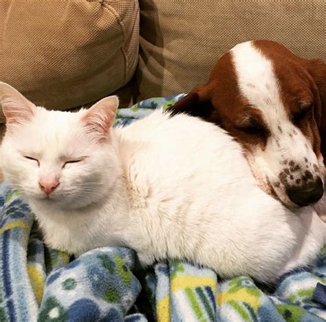 15 Pics Proving That Cats And Dogs Can Be Best Friends Bored Panda