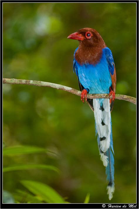 Sri Lanka Blue Magpie Sinharaja Sri Lanka Name Sri La Flickr