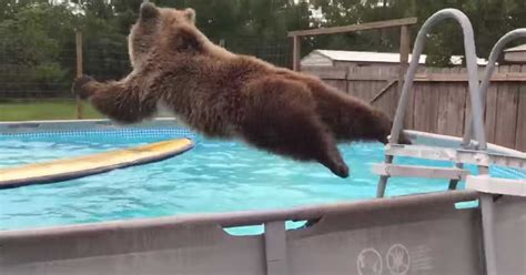 It's time to kick up the fun and enjoyment. Brown Bear Belly Flops Into Swimming Pool To Cool Off