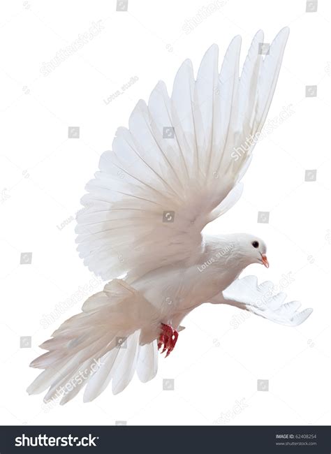 A Free Flying White Dove Isolated On A White Background Stock Photo