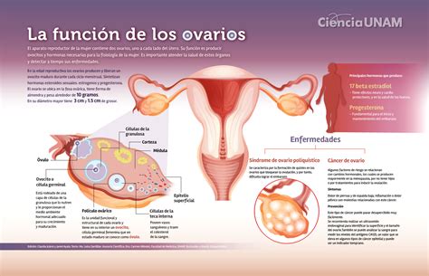 Infografía La Función De Los Ovarios Ciencia Unam