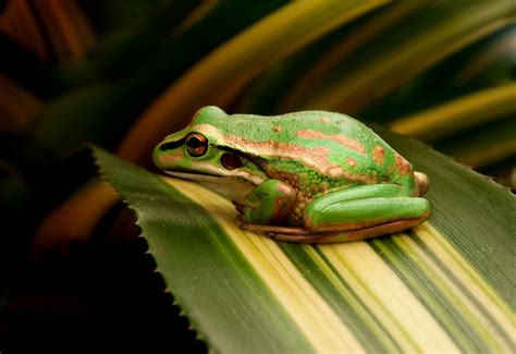 Free Images Tree Frog Green Hyla Amphibian True Frog Pacific
