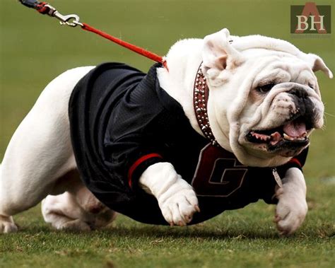 1000 Images About Georgia Bulldogs On Pinterest