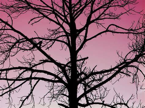 Silhouette Bare Tree Nature Dead Roseate Outside Mysterious