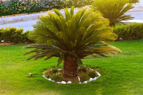 Find Out Everything You Need To Know About Palm Tree Care Happysprout