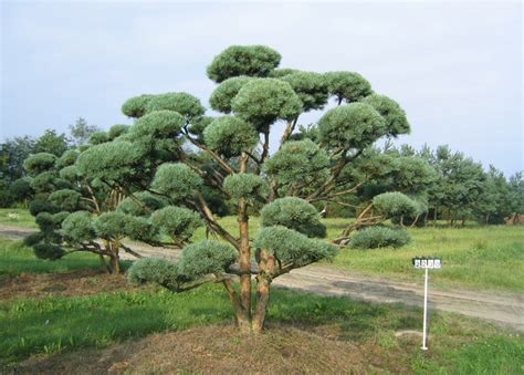 Conifers are trees that produce cones that contain the seeds that grow more trees. Pinus sylvestris Watereri - Dwarf Scots Pine