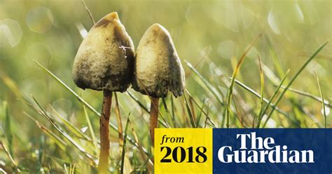 Late Frost Gives Uk Magic Mushroom Hunters An Extra High Fungi The