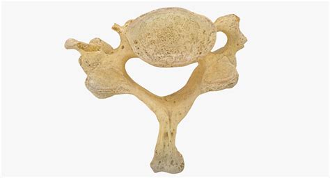 3d Cervical Vertebrae C7 Real Model Turbosquid 1709339