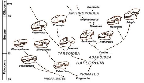 Primate Evolution Chart 1