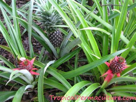How To Grow Pineapples Growing Pineapple Is Ridiculously Easy