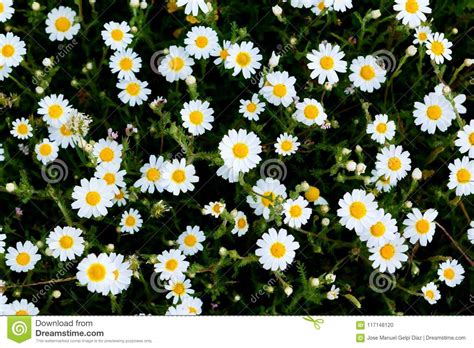 Wild Camomile Flowers Growing On The Meadow Stock Photo Image Of