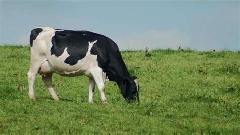 Cow Eats Grass Stock Footage Video 802744 Shutterstock
