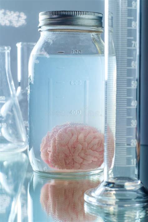 Preserved Human Brain Jar Stock Photo Image Of Flasks 165570446
