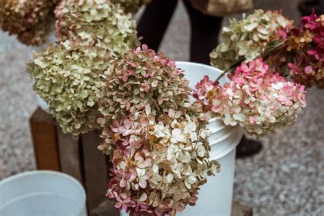 How To Dry And Preserve Hydrangea Blooms Naturally Dengarden
