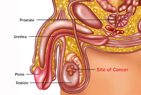 Bohl says this hypothesis isn't backed up by science, it's definitely. Average Testicle Size And An In-Depth Look At The Size Of ...