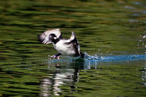 Female Bufflehead Duck Takes Off Photograph By Steve Samples