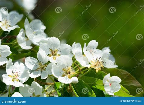 White Flowers On A Pear Tree On A Green Background Spring Background