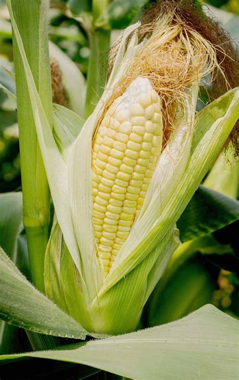 An Ear Of Corn Is Growing In The Field