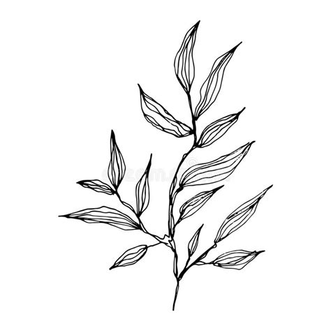 Hand Drawn Outline Sketch Of Tree Twig Branch With Leaves Botanical