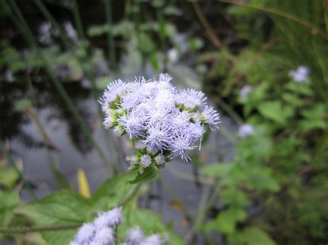 Whether purple is your favorite color or you simply want to spruce up your yard with a color symbolic of luxury, royalty, and elegance, planting a few purple shrubs is the. Florida Native Plants and Trees | Sustainscape Florida