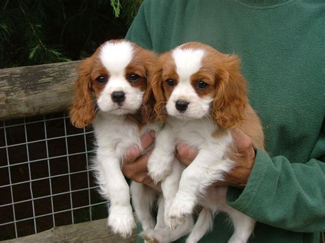 The Sweetest Faces You Will Ever See King Charles Puppy King