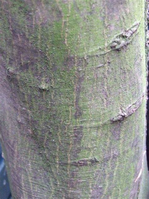 It is smooth on younger trees and becomes scaly as they age. Trees and their bark found in the UK