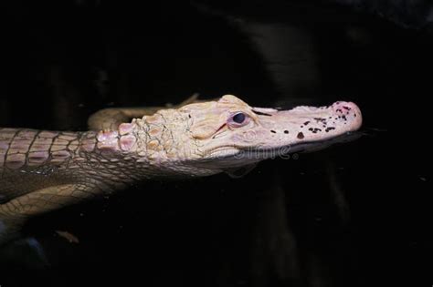 American Alligator Alligator Mississipiensis Albino Stock Image