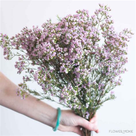 Lavender Wax Flower Diy Wedding Flowers Flower Moxie