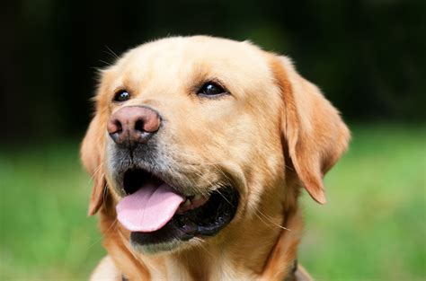 Labrador Retriever 5 Choses à Savoir Absolument Sur Ce Chien Deau