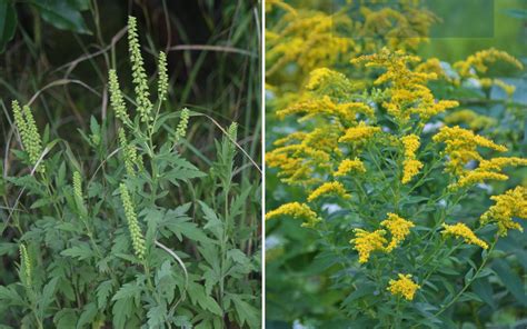 Goldenrod Or Ragweed Which Causes Allergies And Which Benefits