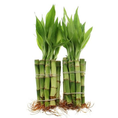 Lucky Bamboo Live Plant 20 Stalks 4 Inches Straight Beautiful Indoor