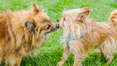 Canine Papilloma Virus Cause Treatment And Cost Of Dog Warts Pawlicy