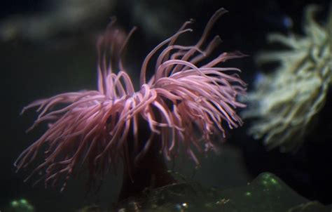 17 Facts You Need To Know About Sea Anemones Before You Add Them Your