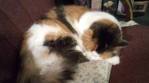 My Cat😻 Sweetie💜belle She Is Saying Im Ready For🛏️ Bed😴 Mommy 👩 Youtube