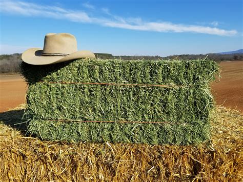Learn About Alfalfa Hay Jamback Farms