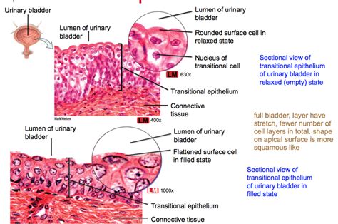 Transitional Epithelium Diagram Quizlet