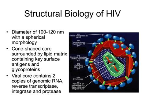 Structural Biology Of HIV