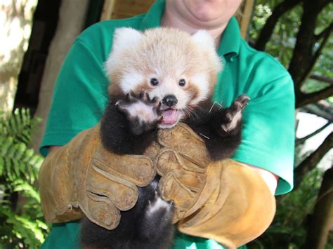 Red Panda Cub Vet Check Paradise Park