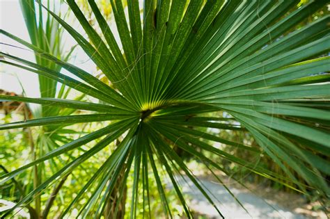 Tips And Tricks For A Thriving Saw Palmetto Plant In Your Garden