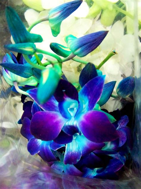 Pencil and coffee cup against blue background free photo. Singapore Orchid | These photos were taken in the fruit ...