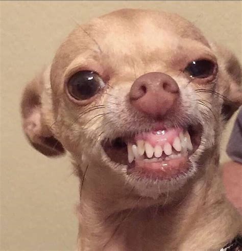 Chihuahua Smiling With Teeth Meme Pets Lovers