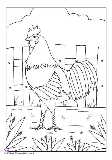Gambar Ayam Untuk Diwarnai Studyhelp